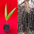 Para Dwarf Acai Euterpe Oleracea Fruit Palm Tree Seedling Starter Plant
